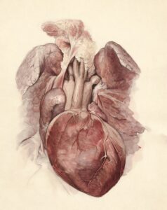 Christopher Mallavarapu Cardiac